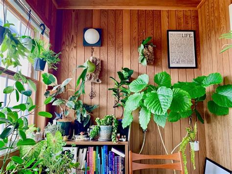 室外耐陰植物|寒さに強い観葉植物21選｜屋外・屋内向けから玄関な 